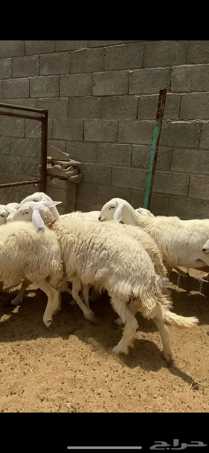 تم البيع 0
