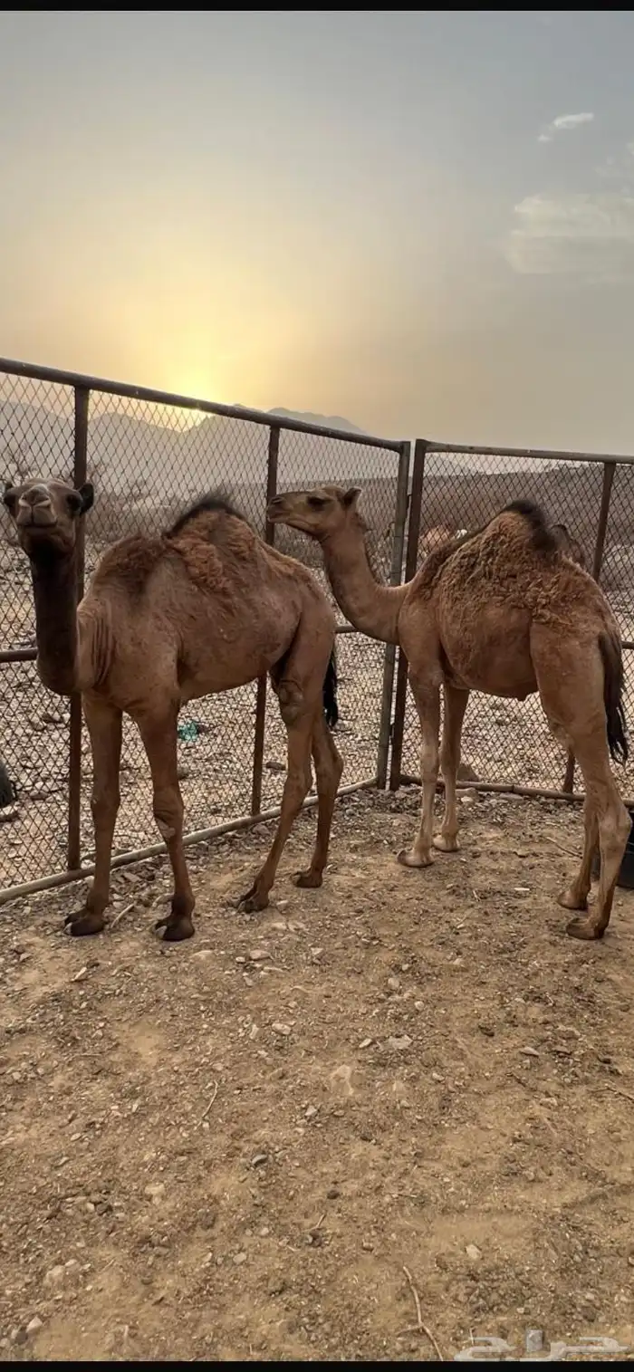 حشو ثنين للبيع 1
