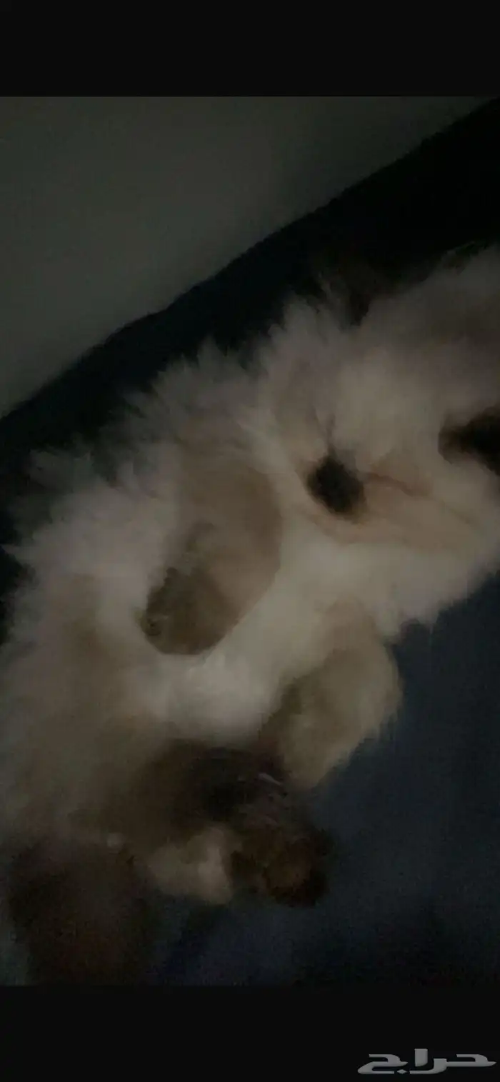 بسه انثى للبيع 1