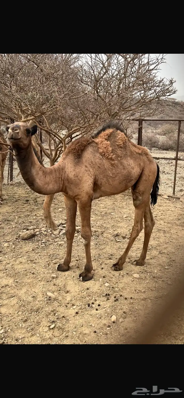 حشو ثنين للبيع 0