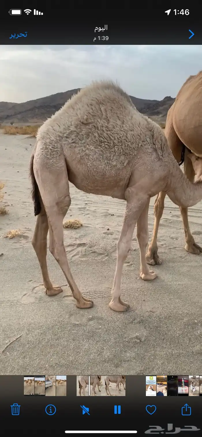 بكره كفوو مقنوي للي ب يقني ومقصبه للي بيقصب شي ةفو 0