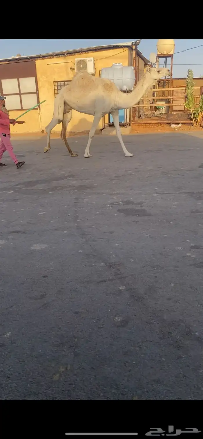 للبيع الخفوت الوضحه الي على جميع الشروط 2