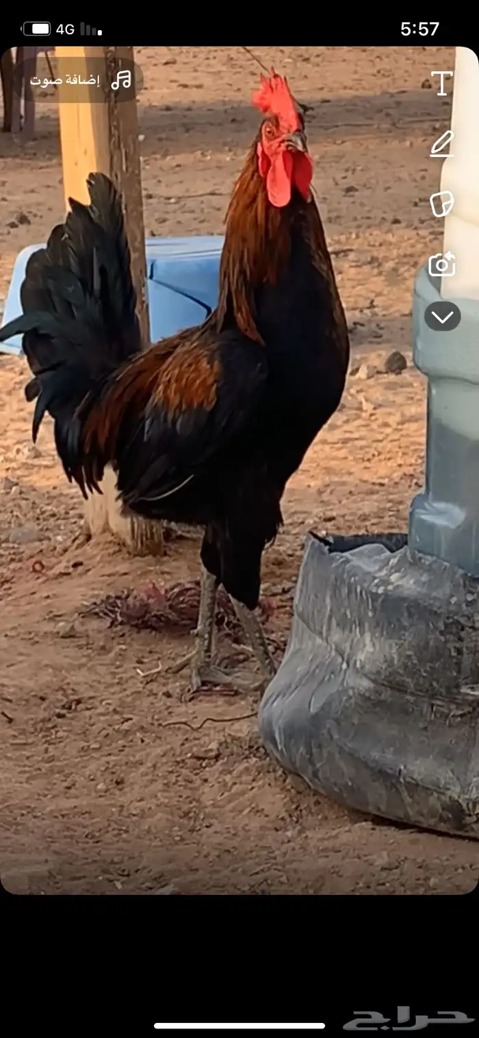 ديك عمره فوق 6 شهور 1