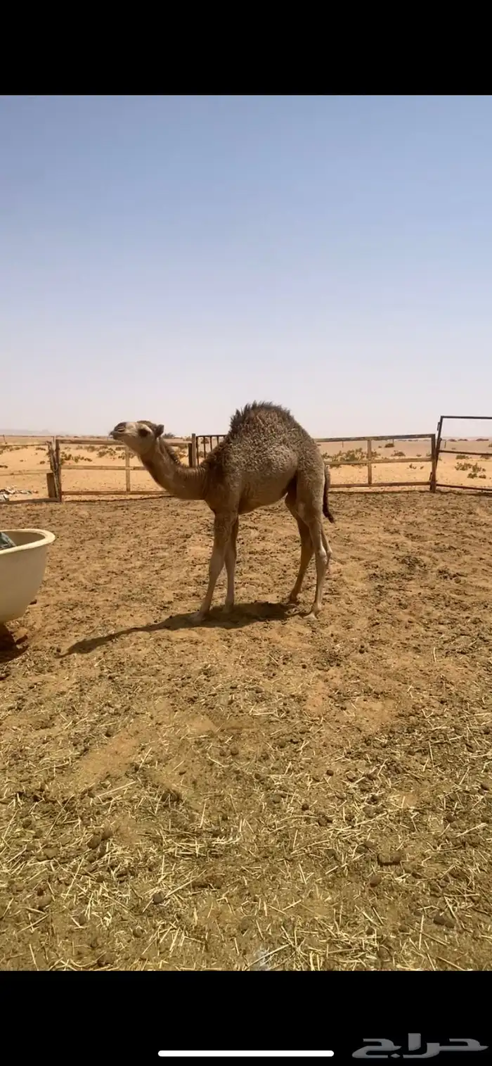 للبيع قعدان لبانيات 0