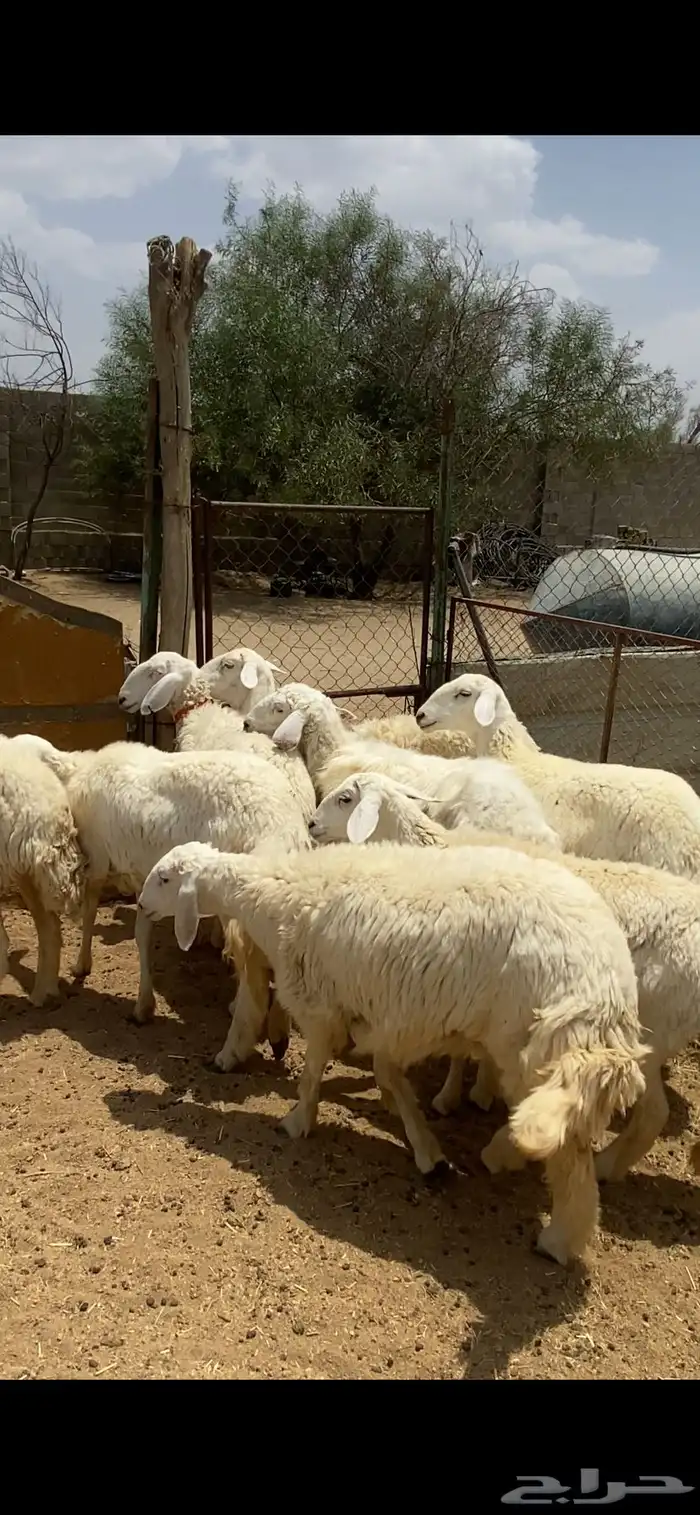 تم البيع 1