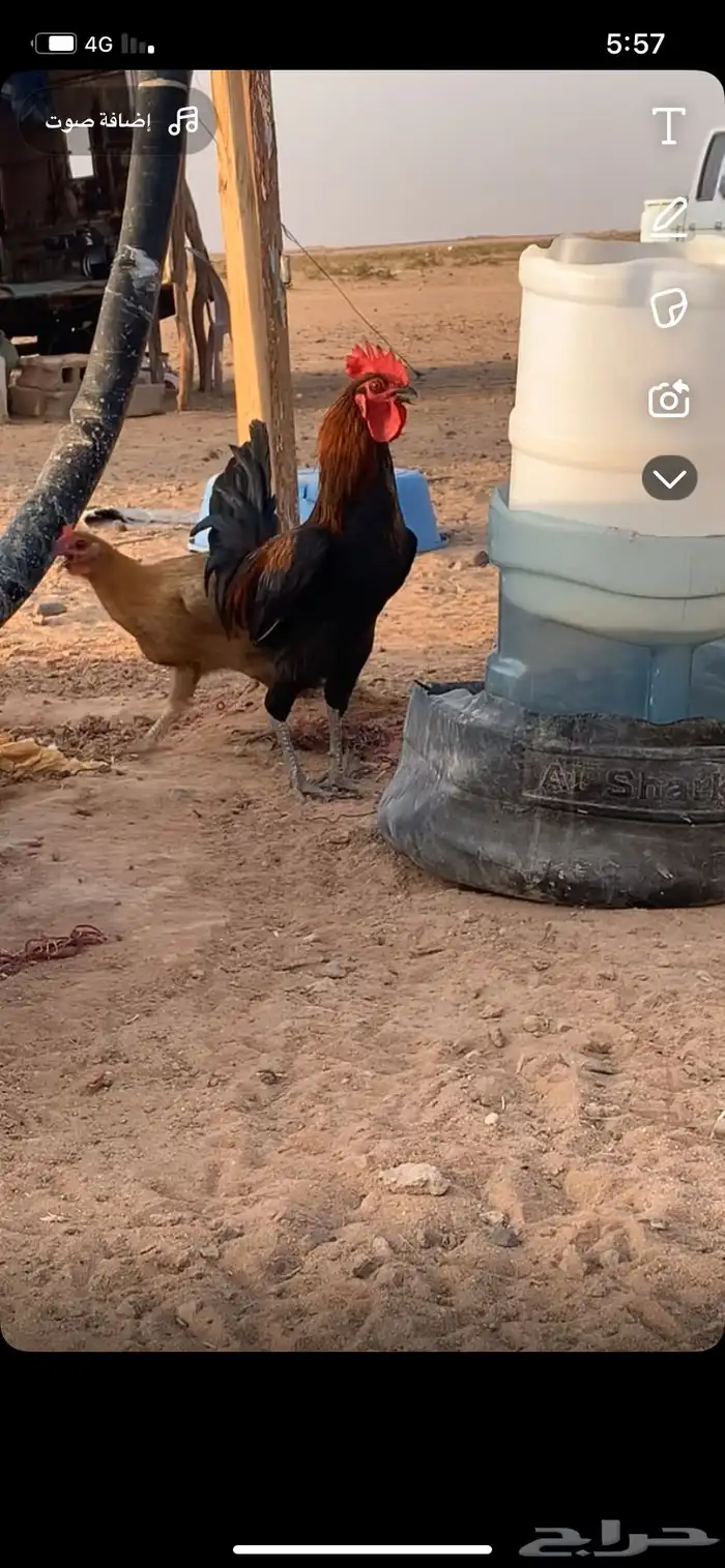 ديك عمره فوق 6 شهور 2