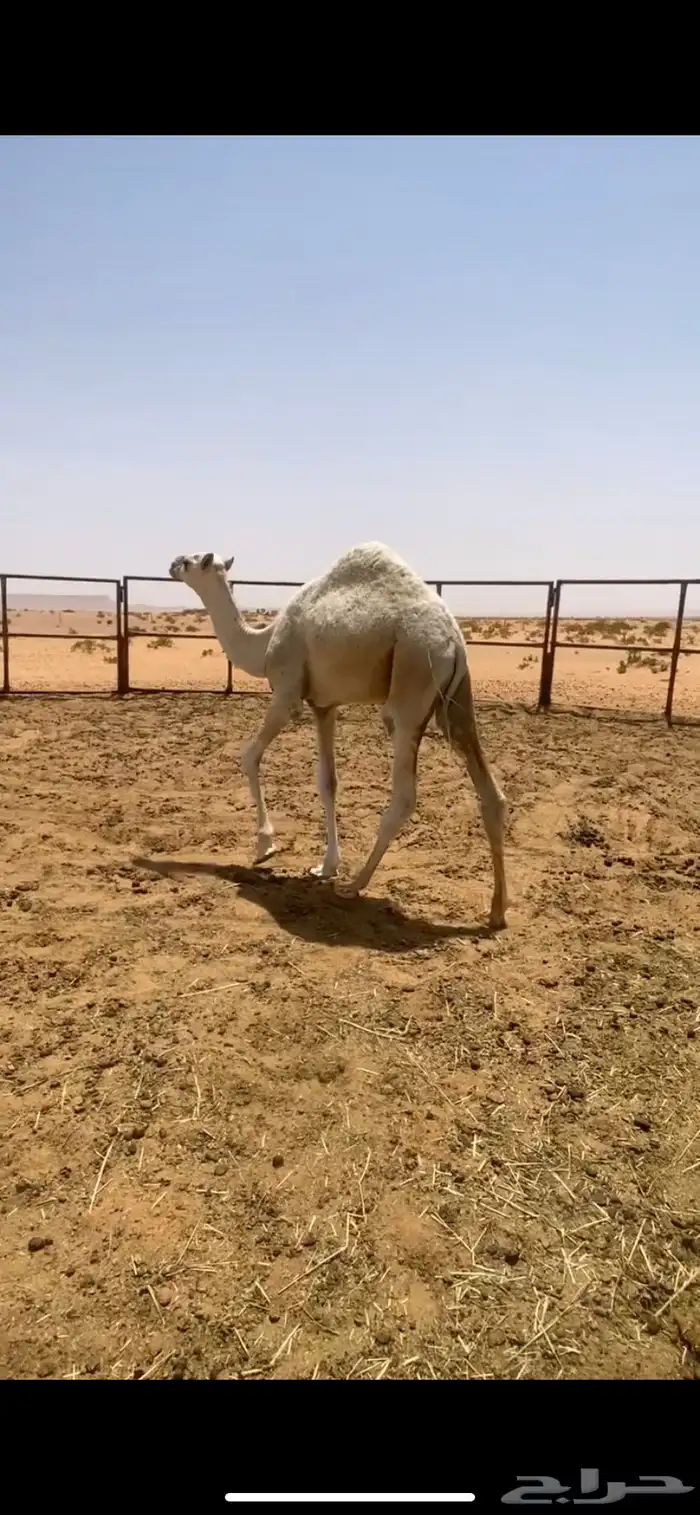 للبيع قعدان لبانيات 2