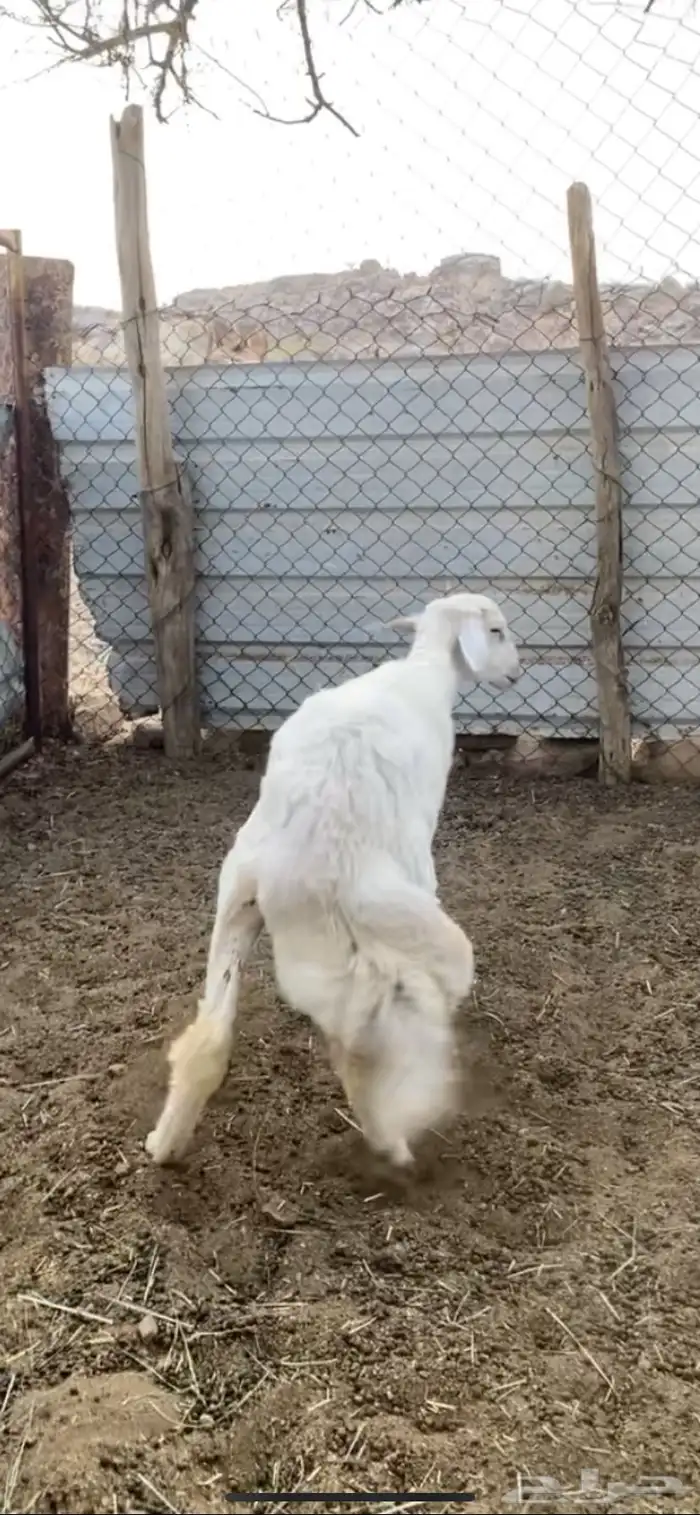 خروف جبر ومن حلالي واكله نضيف مشروط شرط من جميع العيوب 1