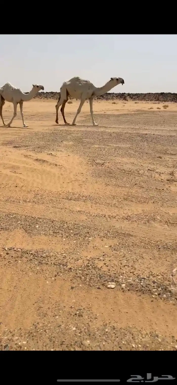 قعود اوضح فردي على نوار الضويلع 4