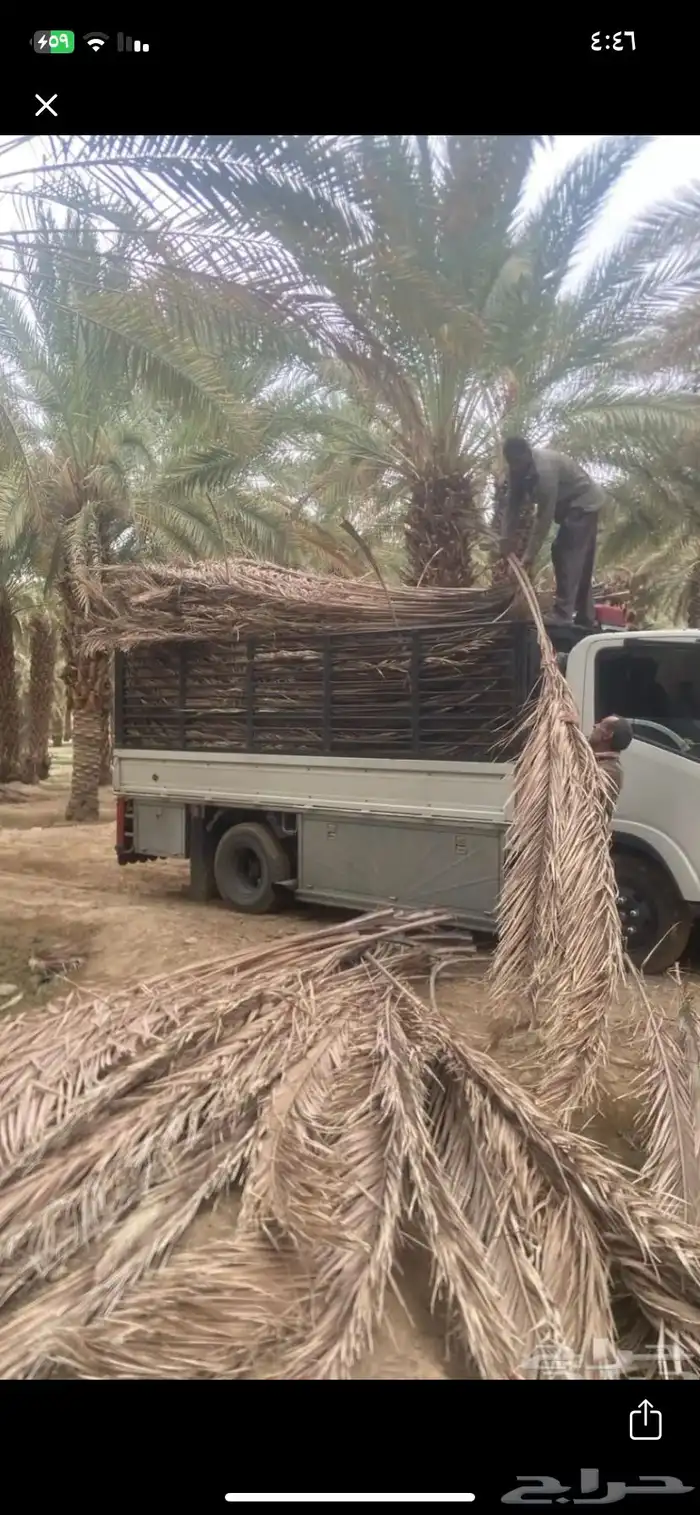 جريد سعف للبيع توصيل ينيع خارج ينبع 2