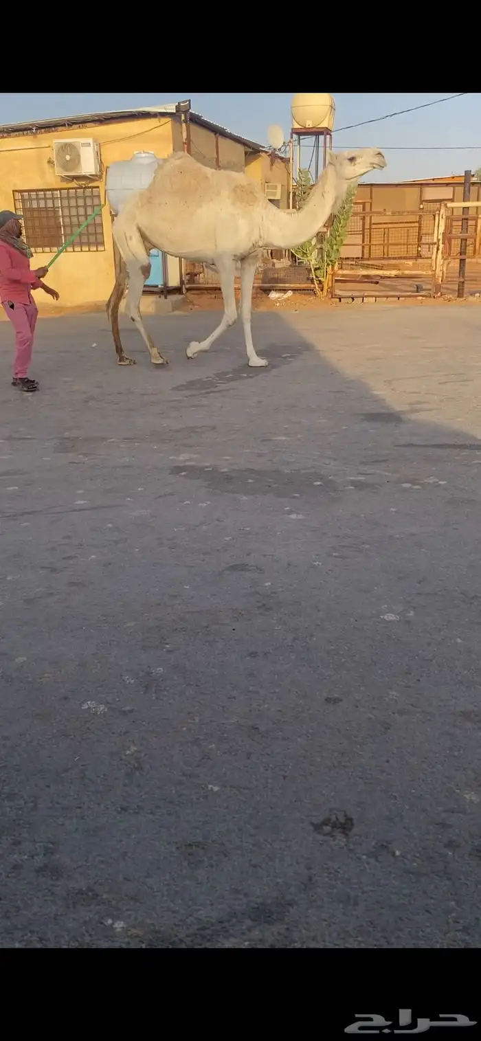 للبيع الخفوت الوضحه الي على جميع الشروط 4