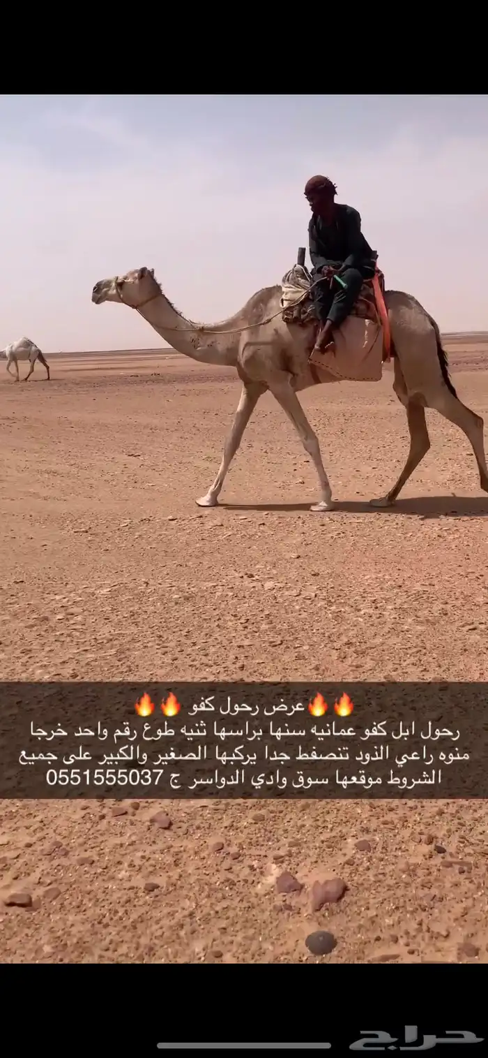 رحول ابل كفو 0