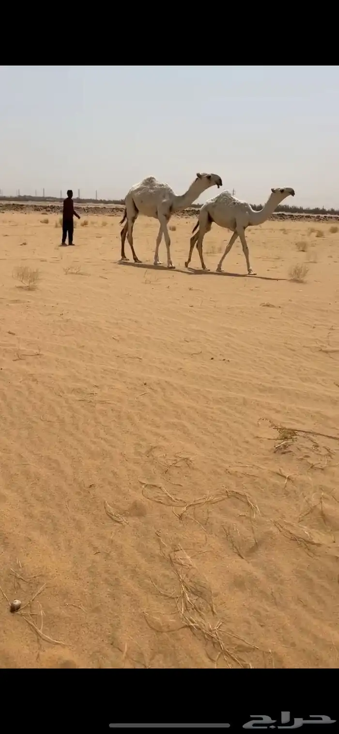 قعود اوضح فردي على نوار الضويلع 2