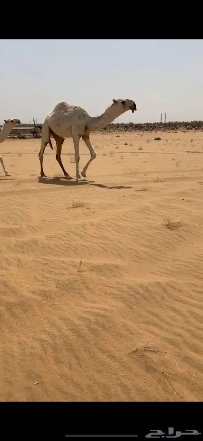 قعود اوضح فردي على نوار الضويلع 3