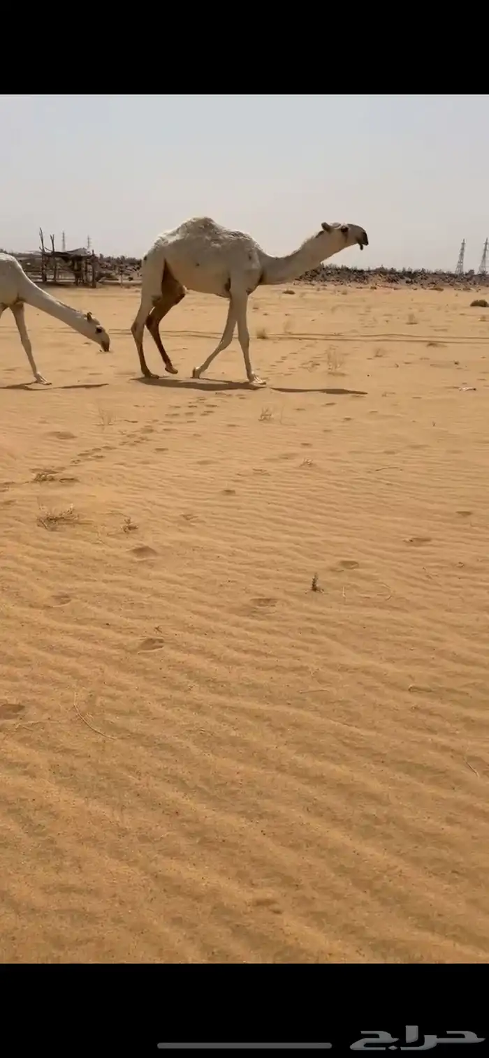قعود اوضح فردي على نوار الضويلع 0