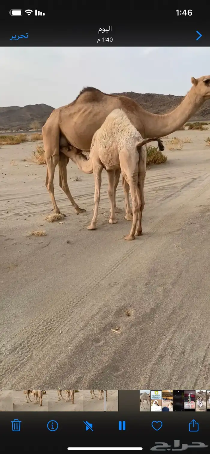 بكره كفوو مقنوي للي ب يقني ومقصبه للي بيقصب شي ةفو 1