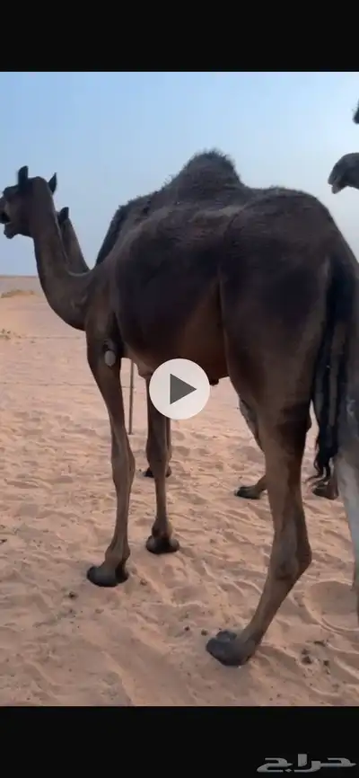 مفرود وحقه طيبه 0