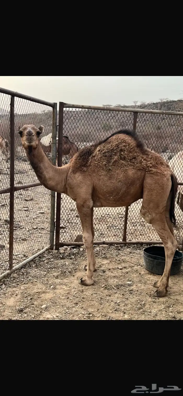 حشو ثنين للبيع 3
