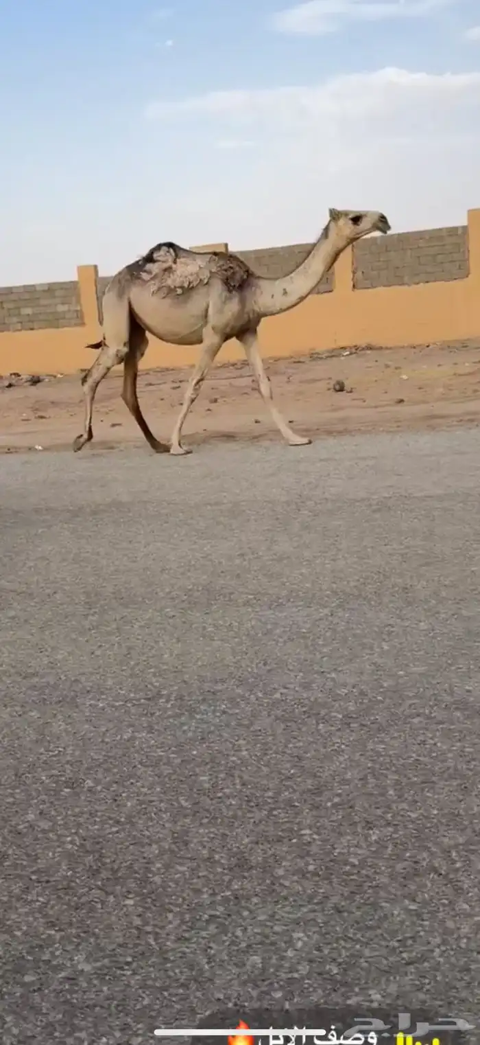 للبيع البكره الكفوو 3
