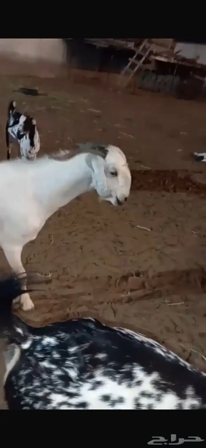 فحل بيشي اعفر صنف فاخر ونادر وعلى الشرط 4