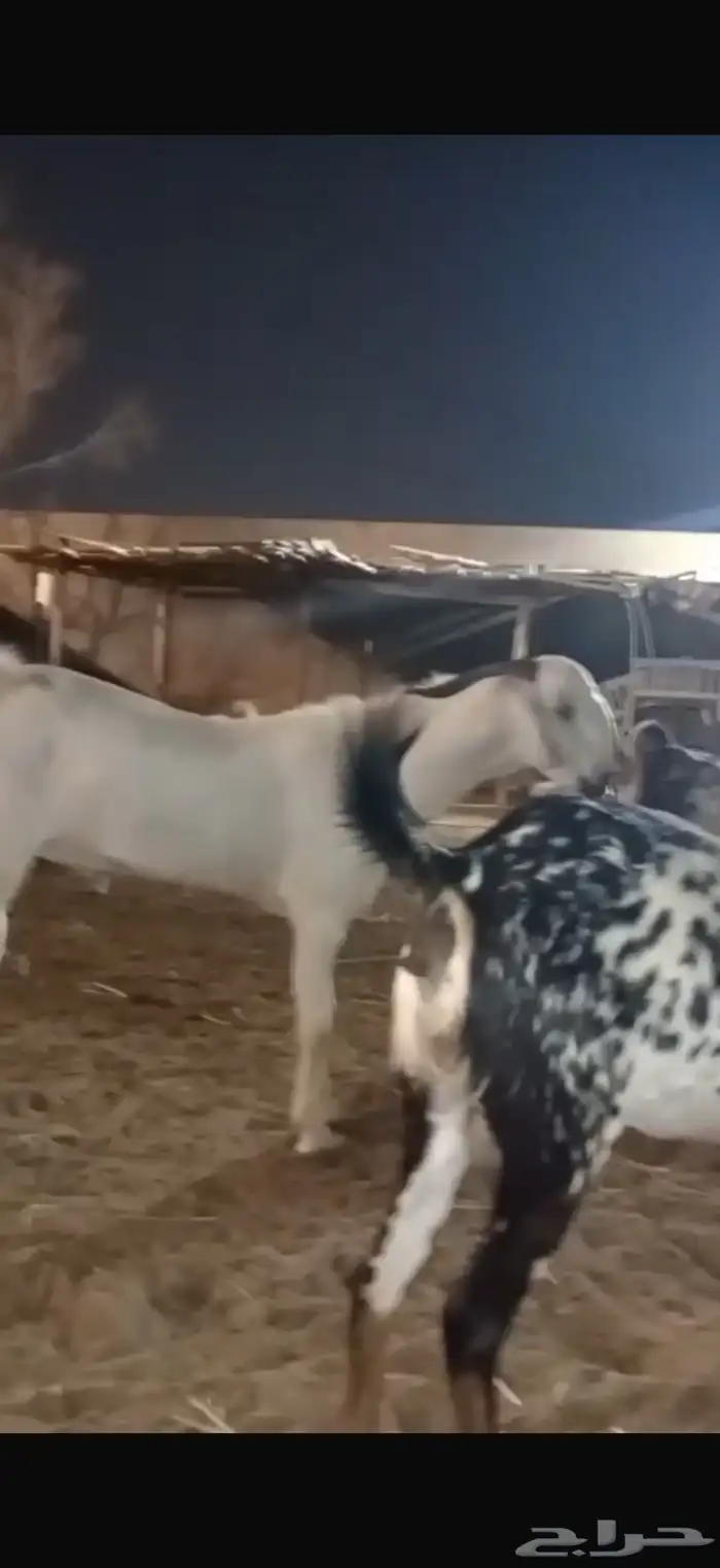 فحل بيشي اعفر صنف فاخر ونادر وعلى الشرط 3