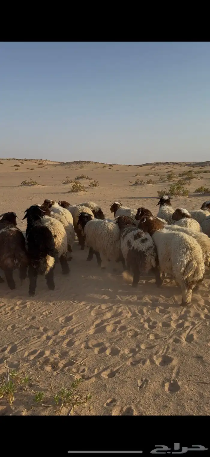 ذبايح نعيم حري تيوس تقسيط 0