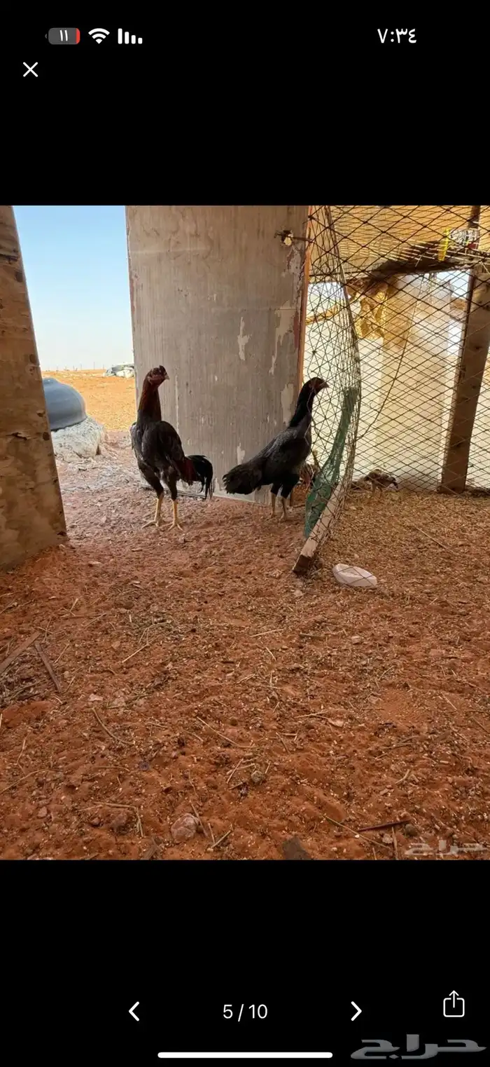 دجاج باكستاني بشاير وفروخ 2