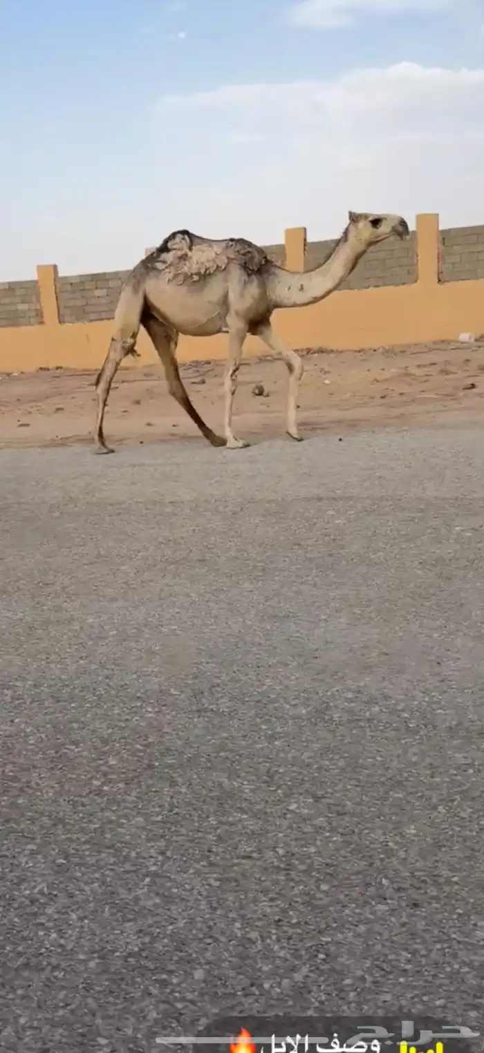 للبيع البكره الكفوو 2