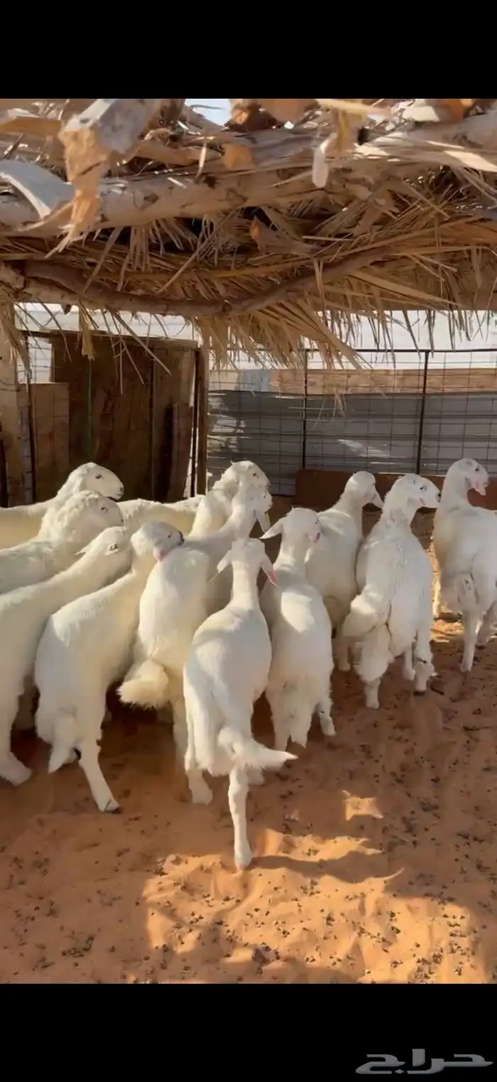 ذبايح نعيم حري تيوس تقسيط 1