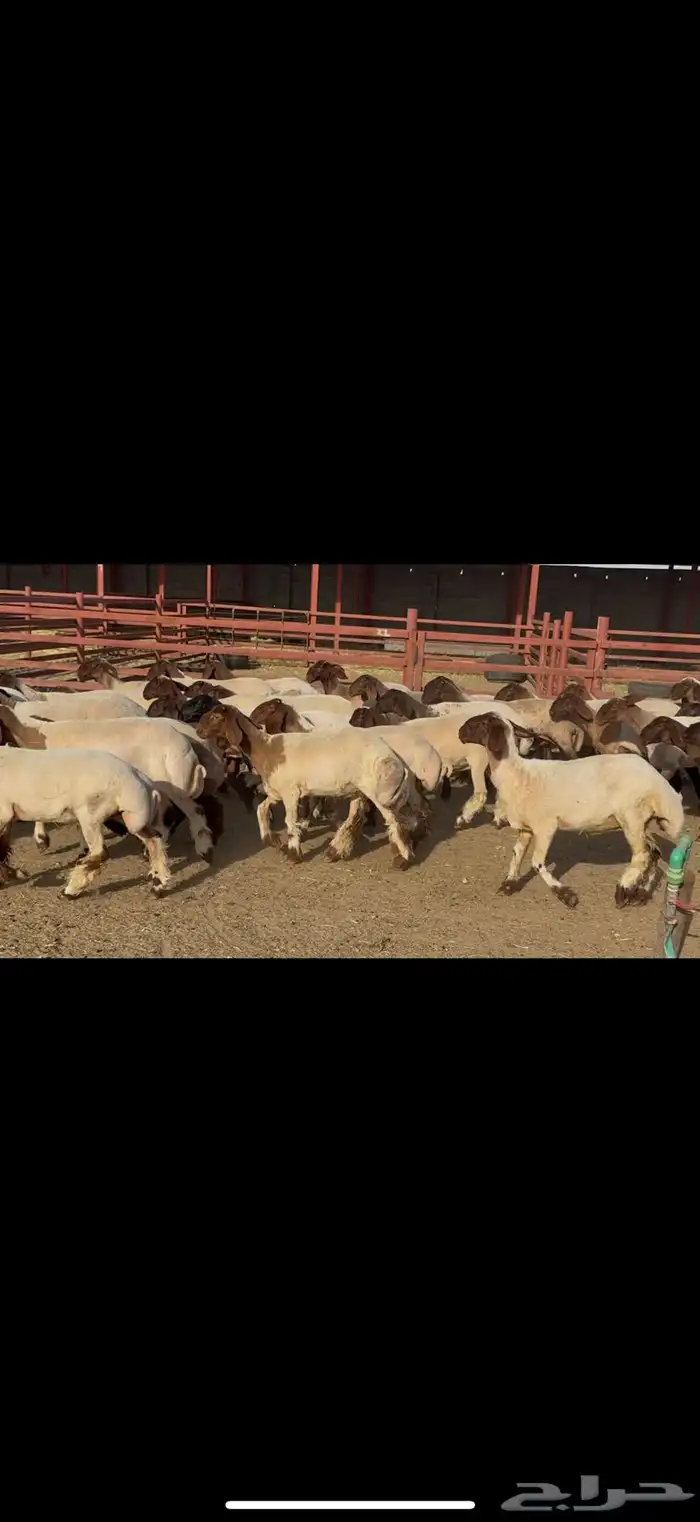 جذعات مقاني نعيم 2