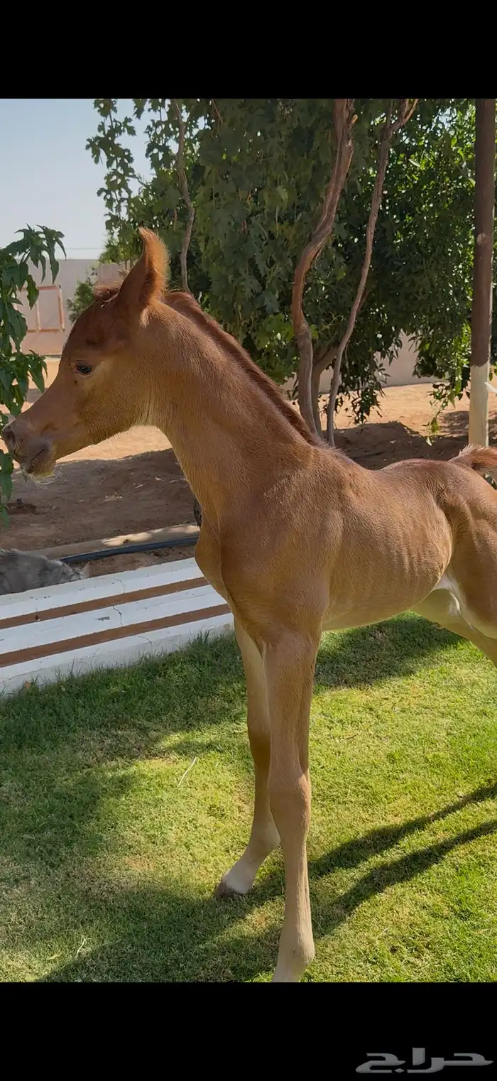 حصان واهو 1