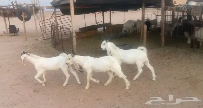 تيوس طيب اعمارهن 6 شهور 0