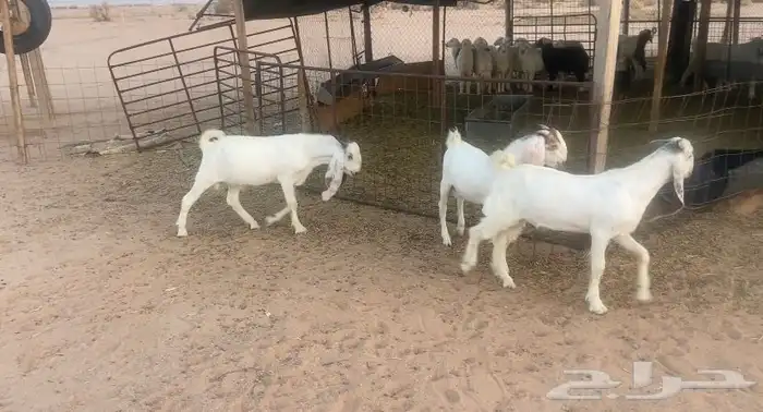 تيوس طيب اعمارهن 6 شهور 1