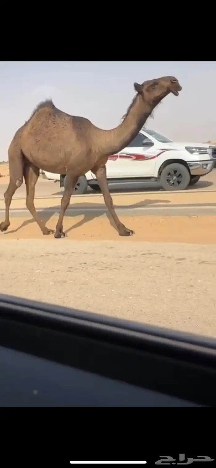 بكره صفرا حقه كفو جدا ابوها ولد عليان بعير دبيان 1