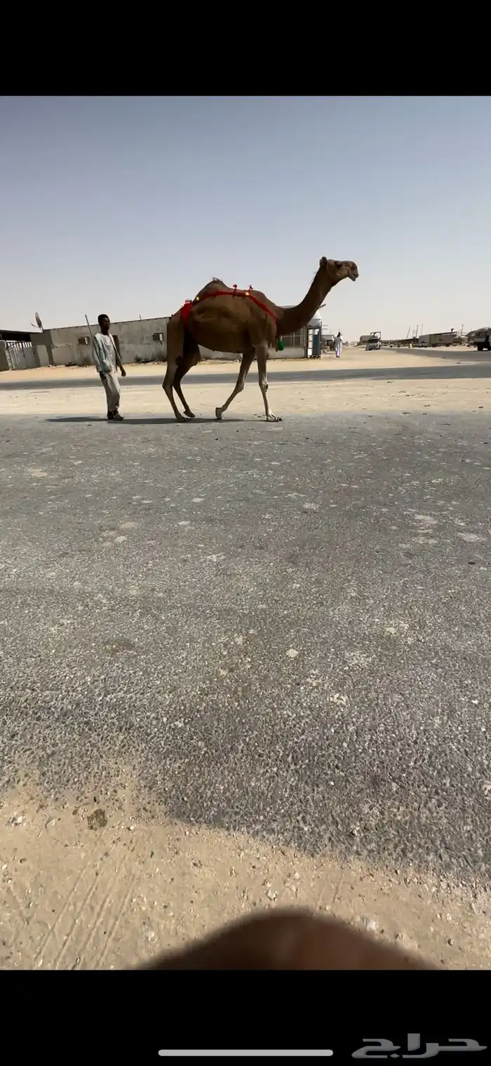 للبيع عشراء كنانيه حمراء دميه 2