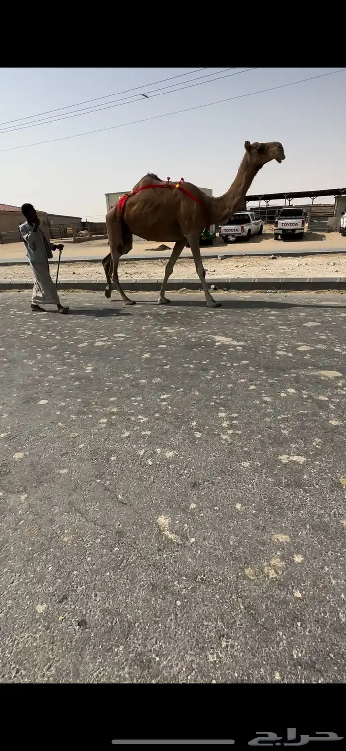 للبيع عشراء كنانيه حمراء دميه 3