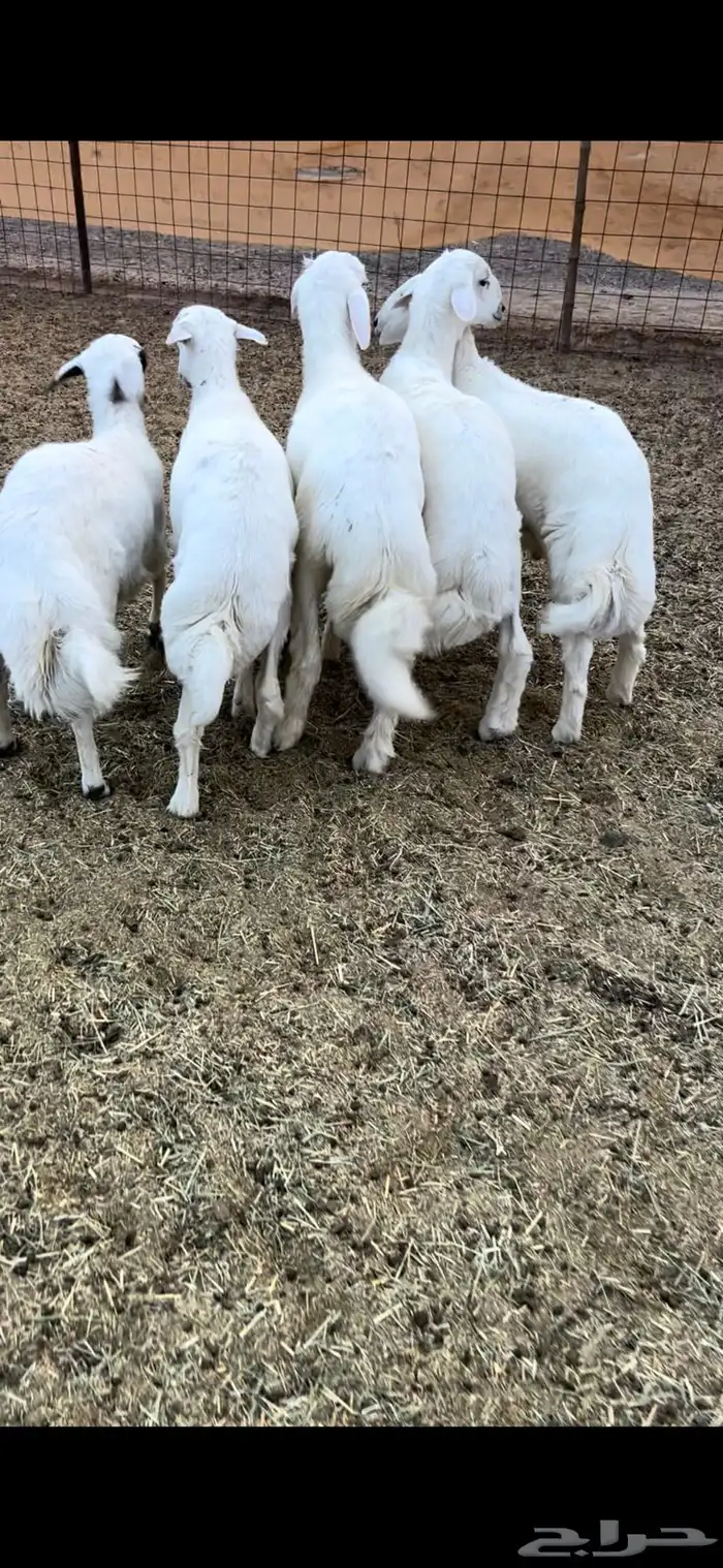 5طليان فل شحم وطراف ونظاف شرط (( تم البيع )) 0