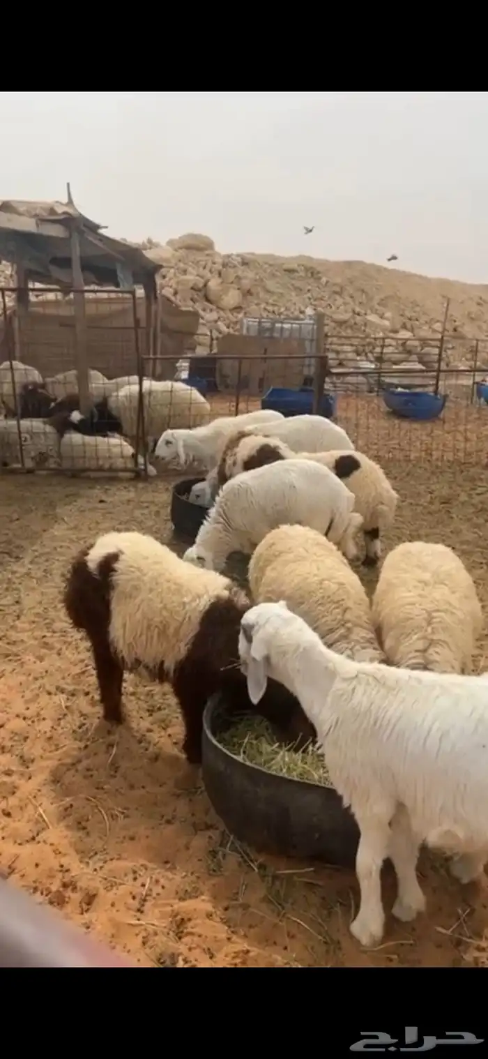 ذبايح مع خدمة الذبح والتوصيل 0