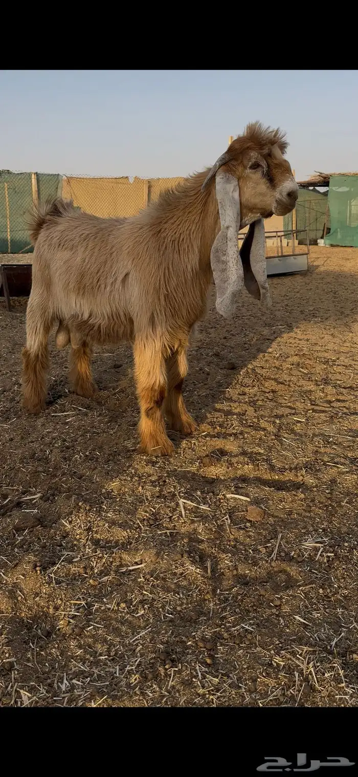 فحل عارضي اصفر صنف 0
