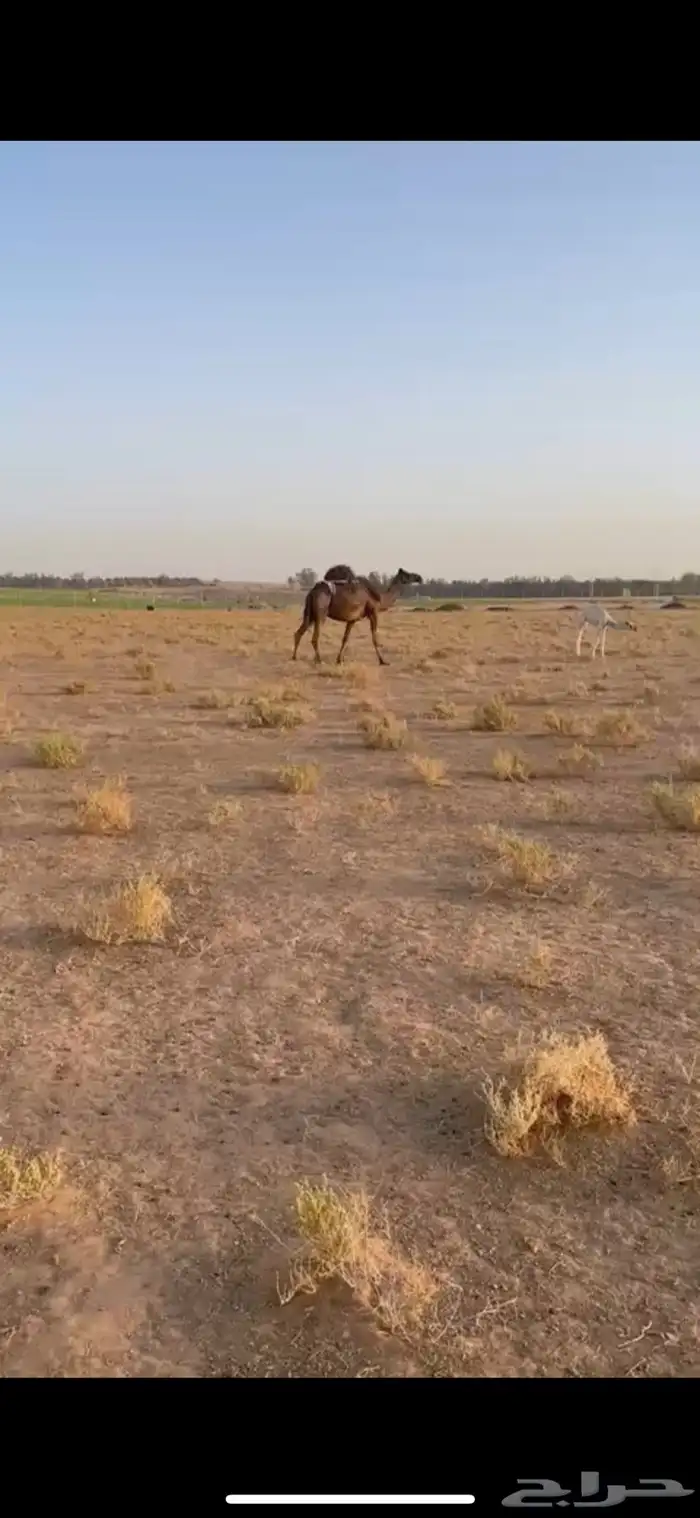للبيع الخلفة المصغر 0