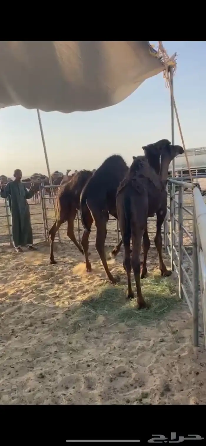 قعدان طيبه للبيع 0
