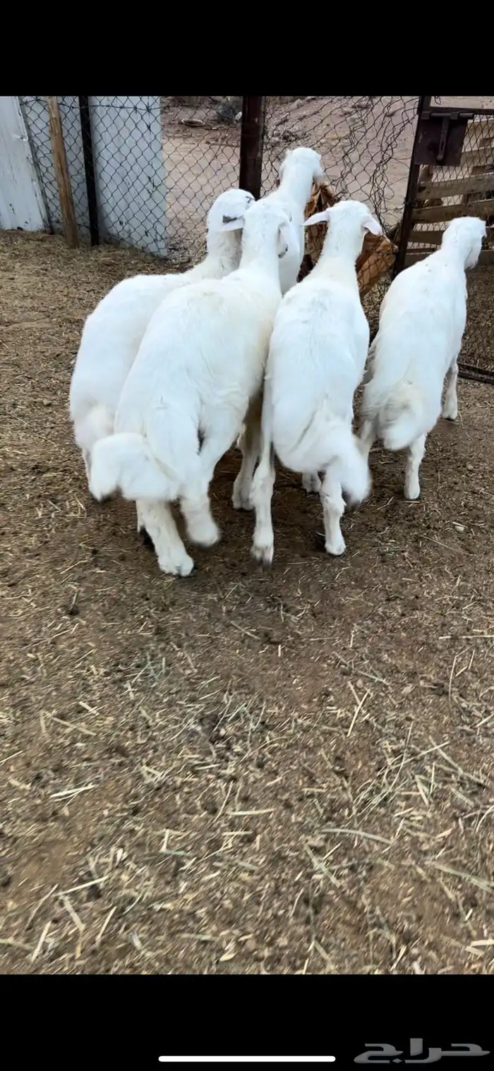 5طليان فل شحم وطراف ونظاف شرط (( تم البيع )) 2