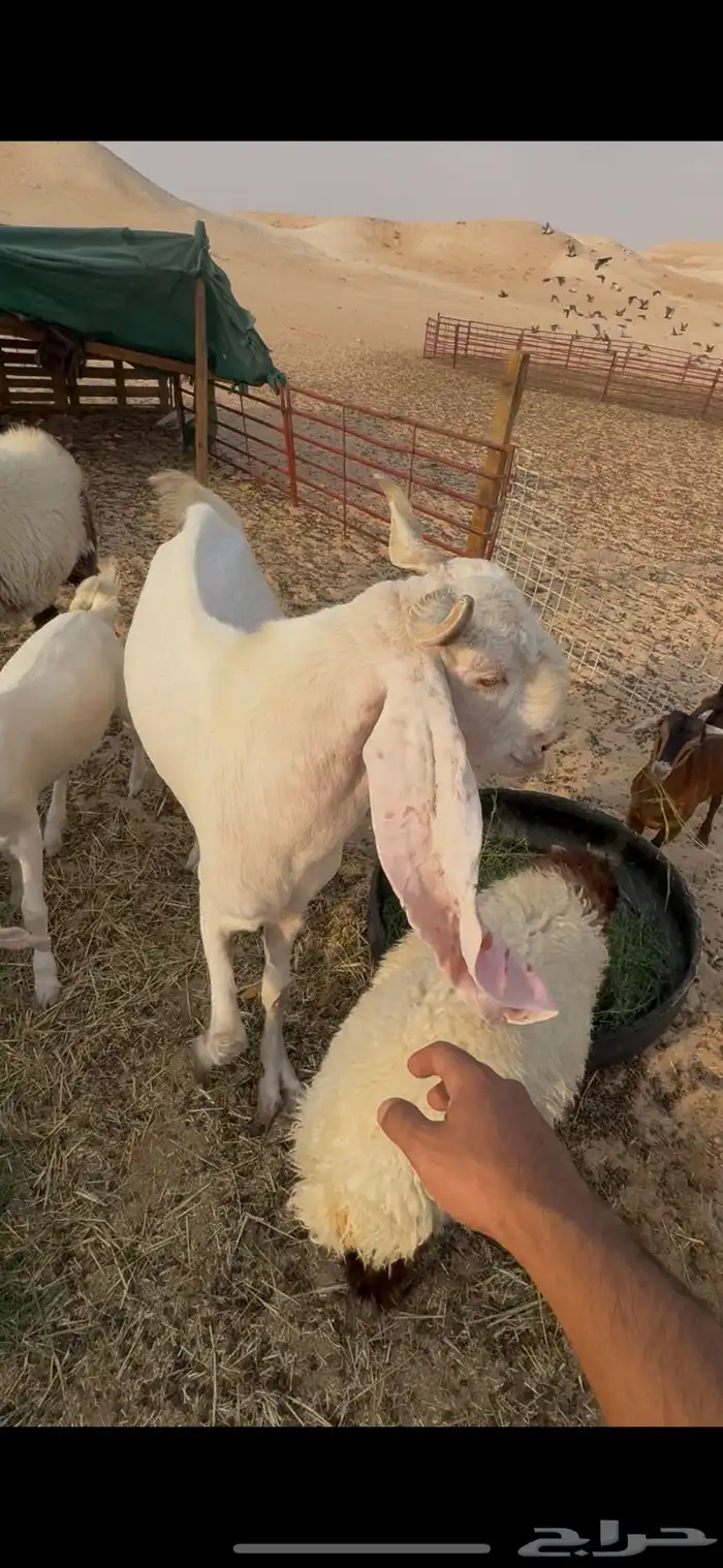 تيس هولندي 2