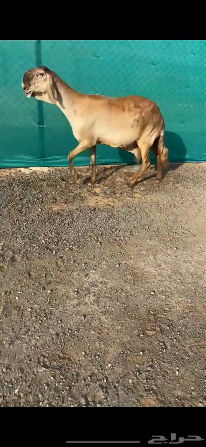 ساكنيه خصم الخصم تممم البيع 0
