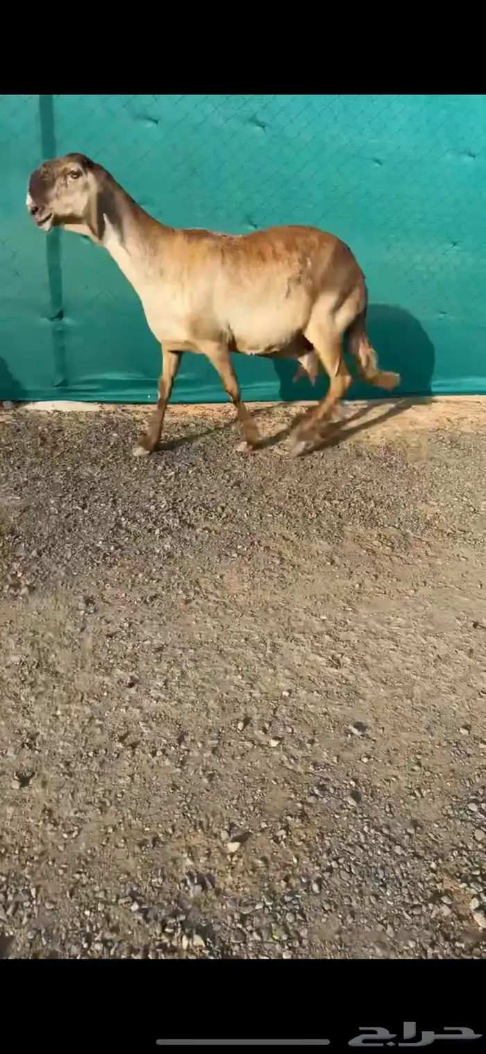 ساكنيه خصم الخصم تممم البيع 1