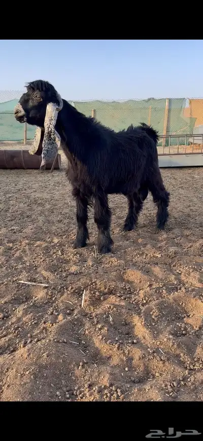 تيس فحل عارضي معرف 0