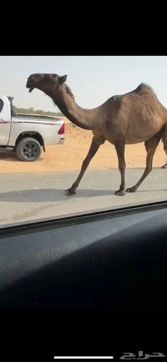 بكره صفرا حقه كفو جدا ابوها ولد عليان بعير دبيان 7