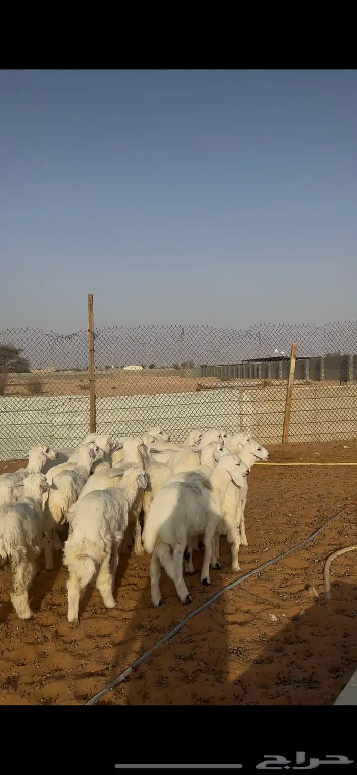 ذبايح هرافا حريات الخرج 3