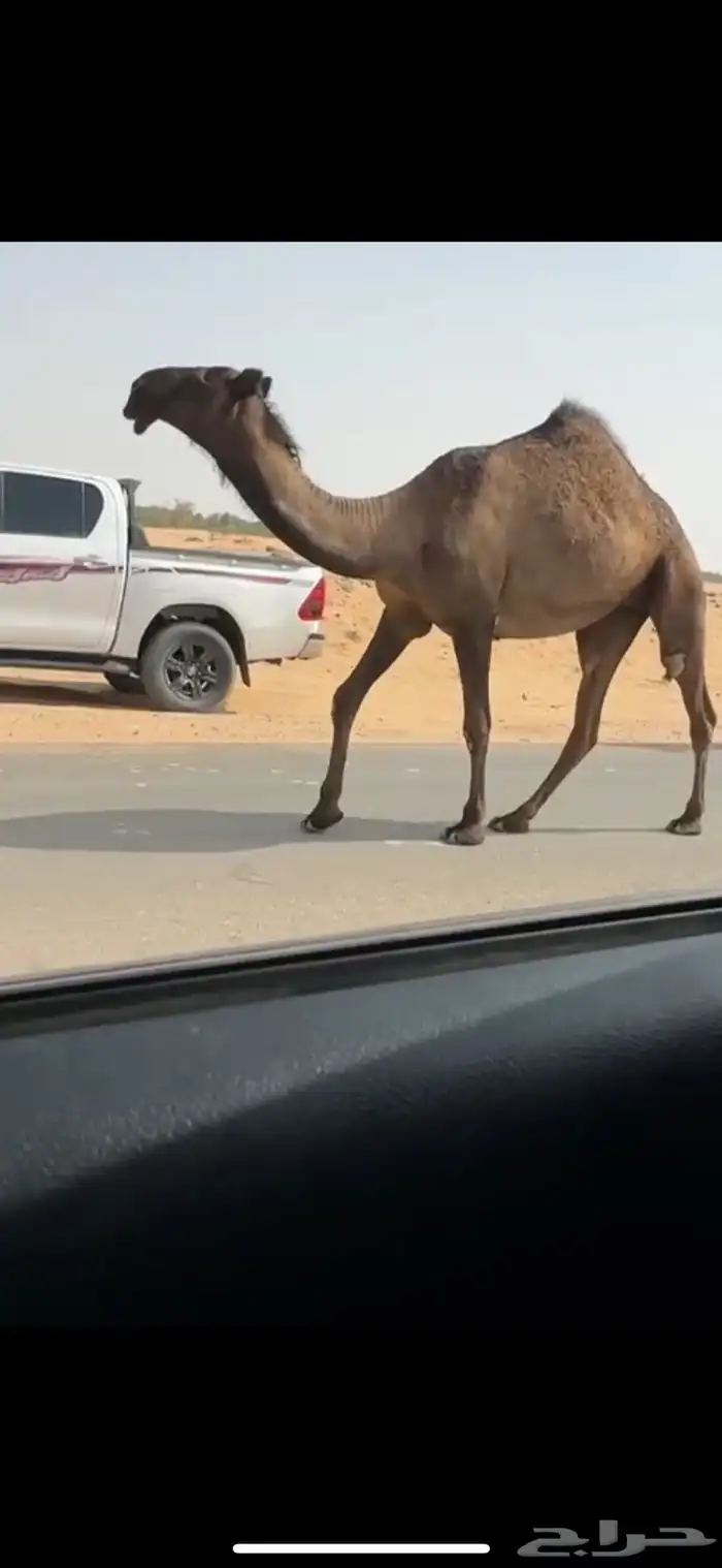 بكره صفرا حقه كفو جدا ابوها ولد عليان بعير دبيان 6