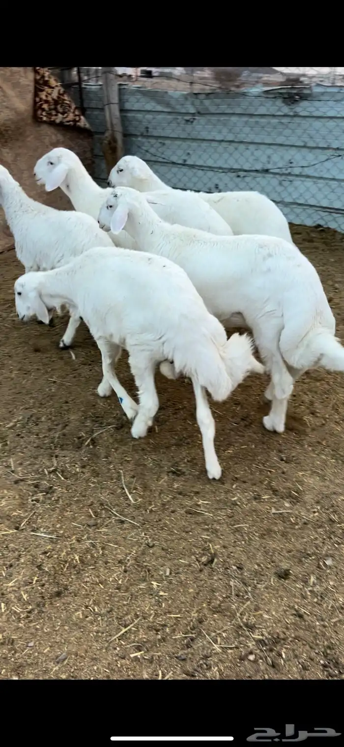 5طليان فل شحم وطراف ونظاف شرط (( تم البيع )) 1